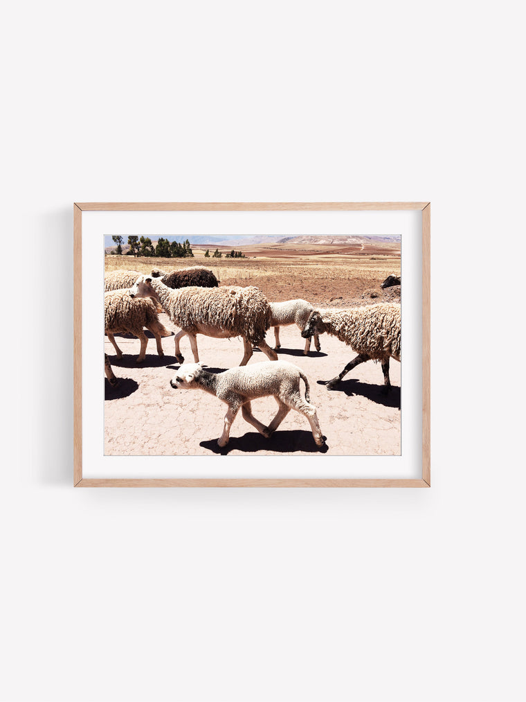 Sheep of Moray | Photography Print
